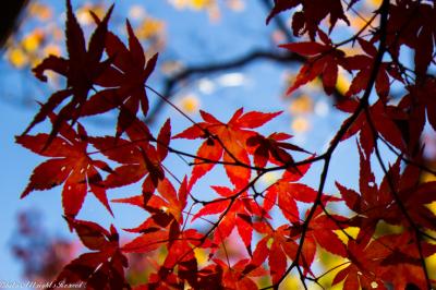 赤色が目立った土津神社の紅葉・黄色が目立った亀ヶ城跡の紅葉