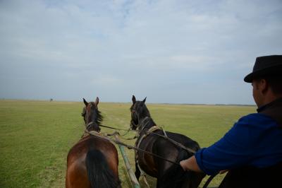 ホルトバージでは馬車に乗って、珍しい動物に会える大平原ツアーを楽しみました　～　美しい街並みとワインを求めてハンガリー北東部の旅2014　Vol.8