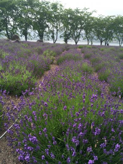 河口湖ハーブフェスティバル　～もう一回コースター作りに行きたいね～