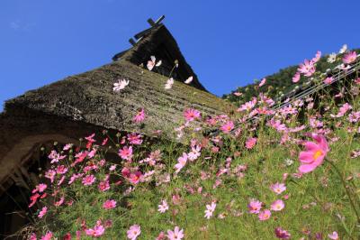 京都美山　コスモスの咲くかやぶきの里をぶらり旅 ヾ(●´∀｀●）