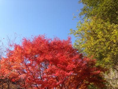 横谷峡の紅葉