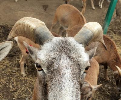 野生の王国　岩手サファリパーク