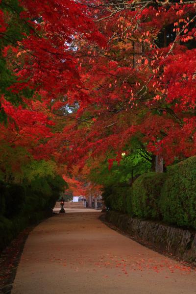 和歌山　高野山の紅葉～壇場伽藍、霊宝館、奥之院