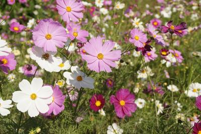 関西散歩記～2014-4 奈良・奈良市内編～