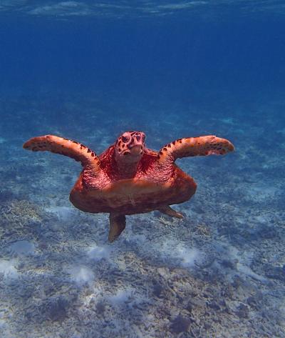 座間味島2泊3日（1回目）じっくりウミガメ・シュノーケリング vol.1