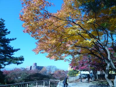 盛岡城址公園は紅葉真っ盛りでした