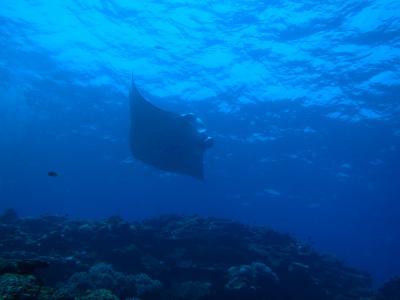 石垣島～海の中の観光地に酔いしれて～