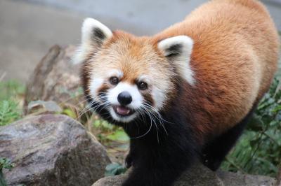 ついに四国遠征！～高速夜行バスでレッサーパンダに会いに・徳島編（３）レッサーパンダ特集：四国遠征１番目的のソラくん、フォトジェニックなみたらしちゃん・しらたまちゃん姉妹、見分けがつかなかったあんこちゃん・きなこちゃんの赤ちゃん姉妹～ミンミン・ママ以外のソラ・ファミリー５頭！