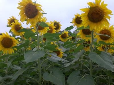 でっか~い大仏!!の牛久大仏とひたち海浜公園に行ってきたなり~2014☆2日目* ひたち海浜公園