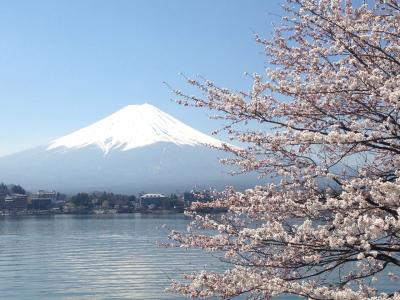 桜の富士五湖