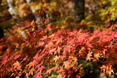 西沢渓谷の紅葉 ～3度目の正直～