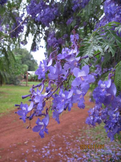 マチュピチュ・チチカカ湖・イグアスの滝　～その８・ブエノスアイレス～