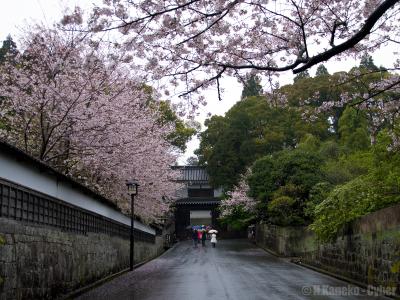 桜紀行 in 2014 - 宮崎編