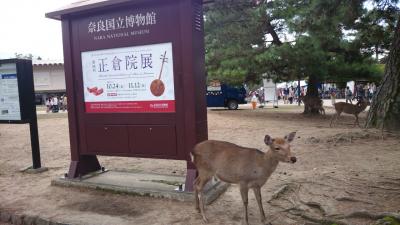 正倉院展・春日大社をトトロ散歩