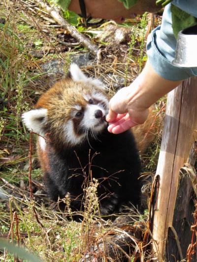 晩秋のレッサーパンダ紀行【３】 円山動物園　早くも雪がちらつく円山ＺＯＯ、ココ＆セイタファミリーの待望の長男坊は元気元気っ！！