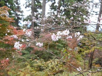 寒桜と紅葉と。