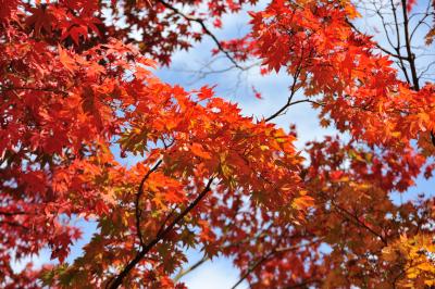 東京にも、紅葉の便りがぼつぼつと・・・昭和記念公園へ紅葉を見に(^ｰ^*)　えっ（ﾟﾛﾟ 食欲の秋実感！ 紅葉（花）よりお芋さん（だんご）でした(~ｰ~｡)ﾎﾟｯ