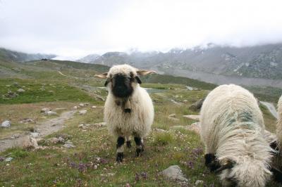 2014スイス・北イタリア vol.08 ツェルマット①