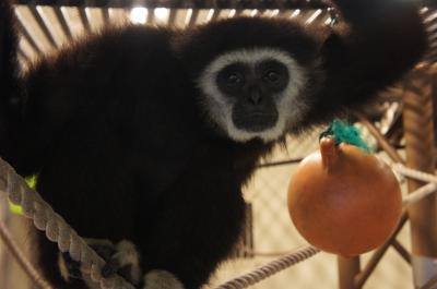 初冬の旭山動物園＆温泉満喫「旭岳温泉　湧駒荘」