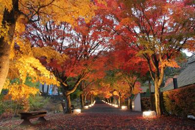雨の紅葉回廊「心静かに紅葉を観る会」　富士吉田