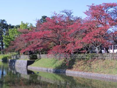 津軽出羽の紅葉・・庄内藩１４万石の城下町、鶴岡をめぐります。