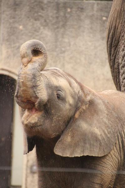 ついに四国遠征！～高速夜行バスでレッサーパンダに会いに・愛媛編（４）日本の動物園で唯一家族で暮らすアフリカゾウ～子ゾウの砥愛ちゃん、めっちゃ可愛い！＆ちょっとしか会えなかったしろくまピースちゃん＆その他の猛獣