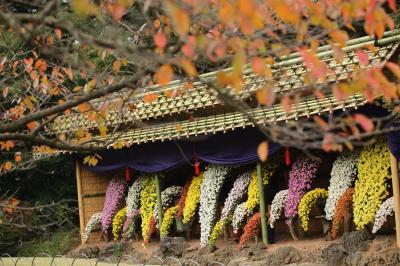 恒例の菊と中秋の新宿御苑をマクロレンズと超広角レンズでチャレンジ（前編）曇天を突き抜ける鮮やかさの菊花壇展