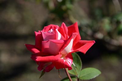 花フェスタ記念公園「秋のバラまつり」　その２