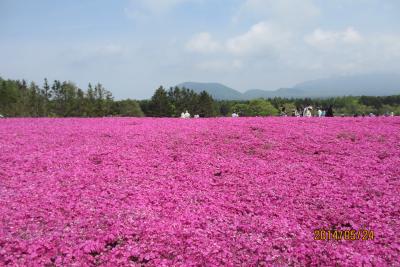 艶やかなピンクの芝桜　西湖と富士山