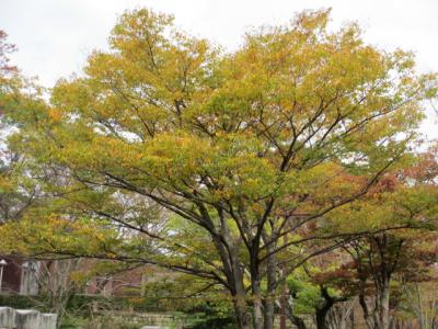 2014年　山口市　県立美術館と一ノ坂川周辺　紅葉を見ながらの散歩