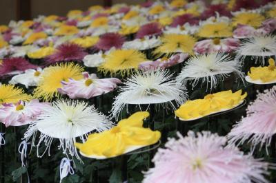 新宿御苑の菊花壇展は15日までです！
