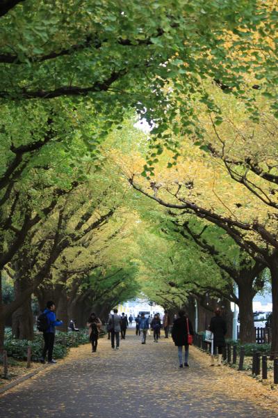 神宮外苑いちょう並木～少し早かったね！