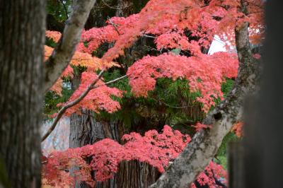 高野山の紅葉を楽しむ