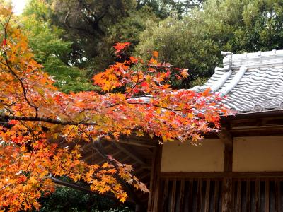 紅葉をめでに　東海自然歩道を歩く♪　小岐須谷口～桃林寺～椿大社～もみじ谷～椿大社