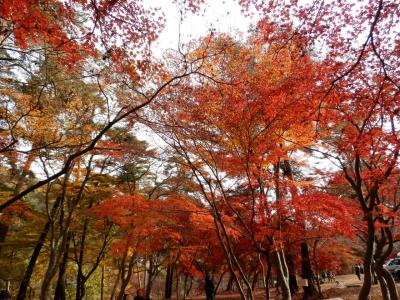 長瀞２０１１紅葉