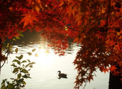 井頭公園の紅葉