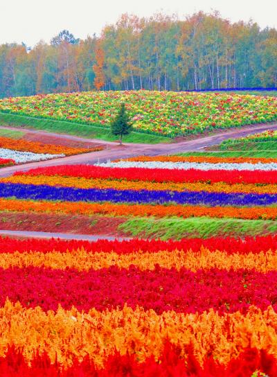 美瑛f 展望花畑　四季彩の丘　７haに多種多様　　☆コスモスも咲いて