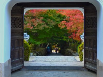 興聖寺に続く琴坂はすでに紅くもあり　まだ青くもあり…