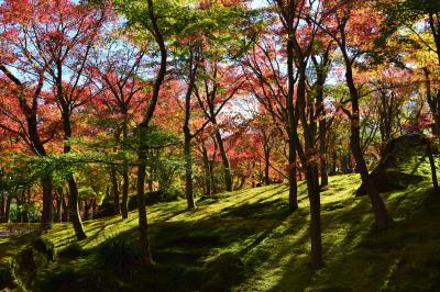 苔と紅葉が美しい箱根美術館と温泉弾丸旅