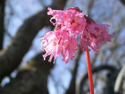 冬山へイワカガミの花を見に行く　釈迦ヶ岳登山記