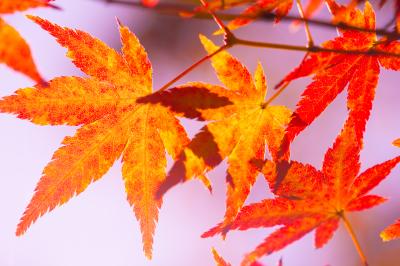 府中の森公園の紅葉（2014年11月）～意外にあなどれないと都立の公園