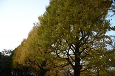 昭和記念公園コミュ 黄葉オフ会2014