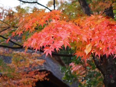 加賀　伝統工芸村　ゆのくにの森の紅葉