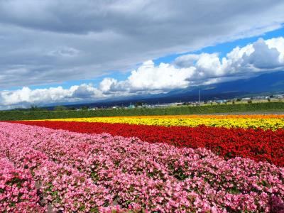 道央３泊４日の旅　④９月８日　最終日 美瑛・富良野～帰宅