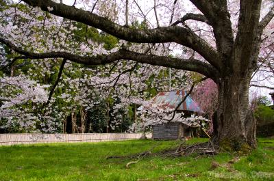 桜紀行 in 2014 - 宮城編