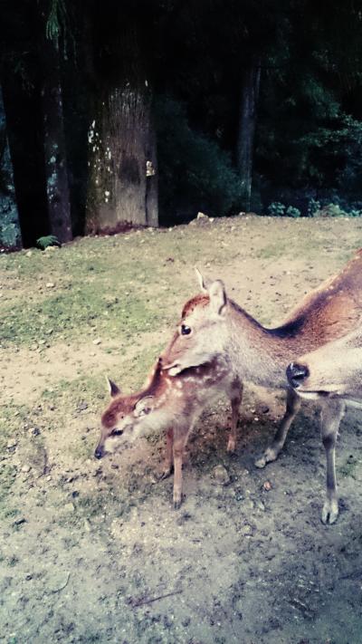 1泊２日で、奈良に行きました。
