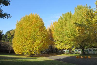 秋の紅葉がきれいな昭和記念公園　2014年