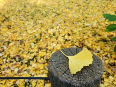 ピークにはちょっと早かった★成田山公園