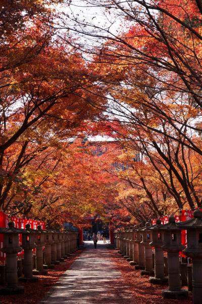 丹波もみじめぐり　その１　高山寺