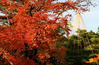 見頃を迎えた金沢・加賀の紅葉をめぐる旅（その1、静かな早朝の兼六園から賑わう近江町市場へ）